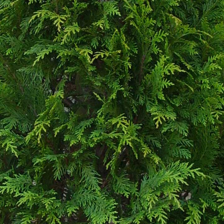 Coniferen leverbaar met blote wortel Coniferen leverbaar met blote wortel