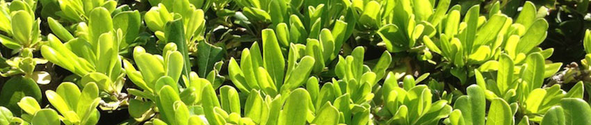 Diepte en plantafstand Diepte en plantafstand