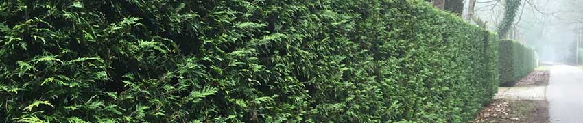 Haag van thuja Haag van thuja