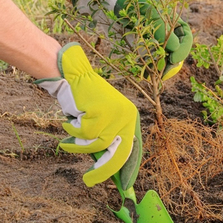En dan uw heester planten En dan uw heester planten