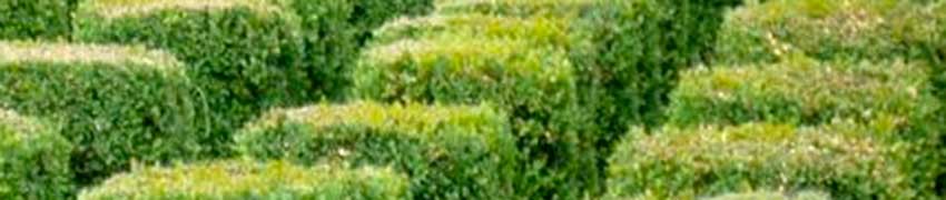Hoe plant ik een buxushaag? Hoe plant ik een buxushaag?