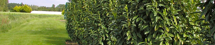 Laurierhaag kopen in de webshop van Haagplantenkopen.be