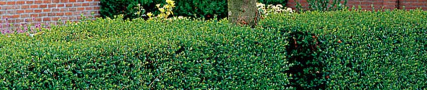 Ligusterhaag planten