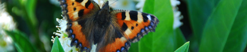 Tuinplanten online kopen