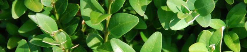 Wanneer plant ik een buxushaag? Wanneer plant ik een buxushaag?