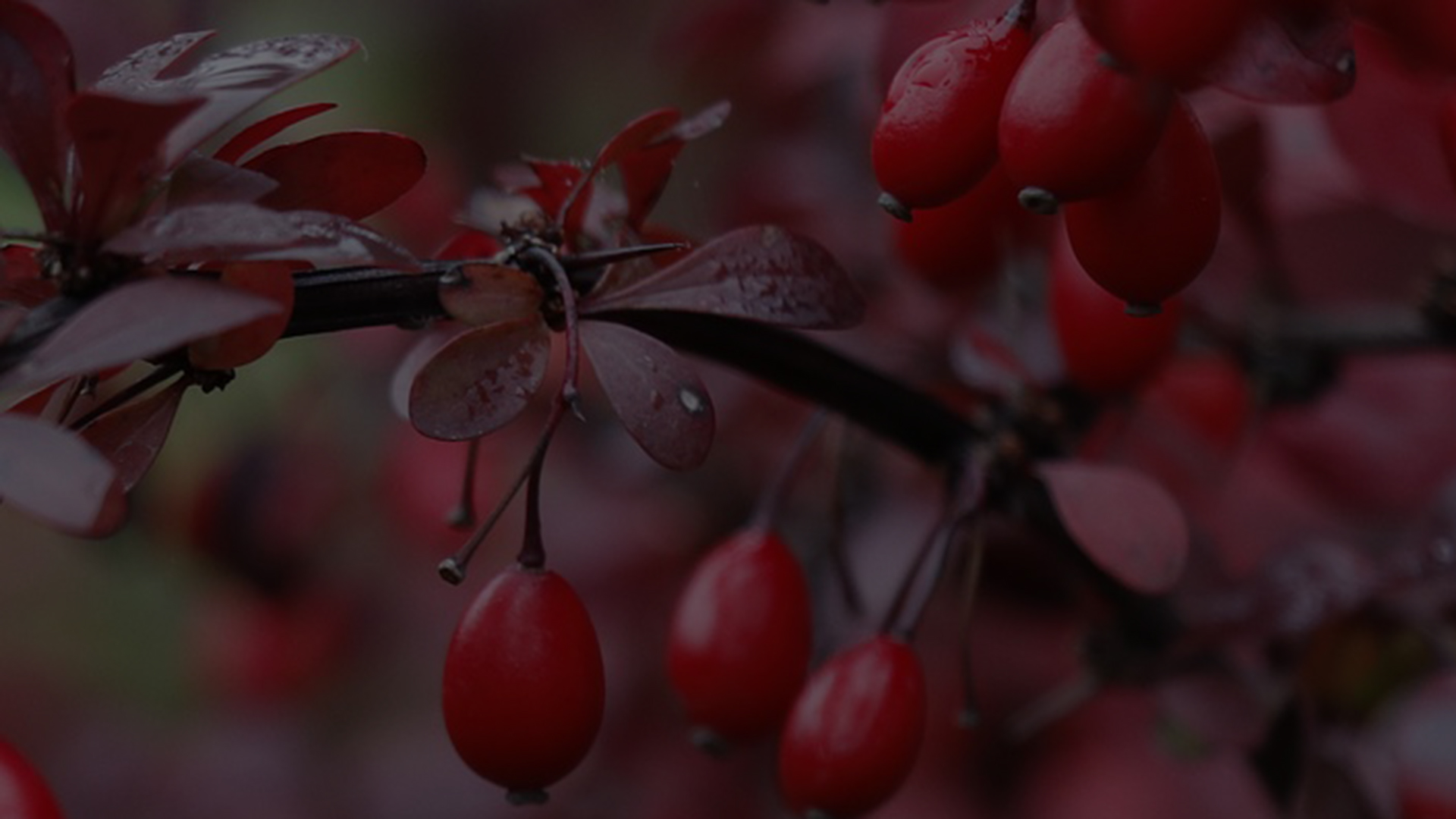 Berberis planten
