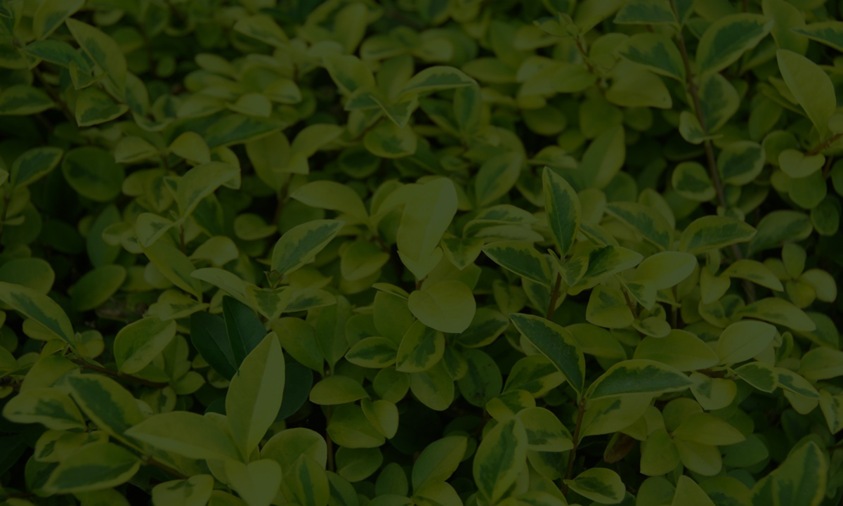 Haagplanten Online